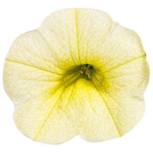 Calibrachoa (Proven Winners)